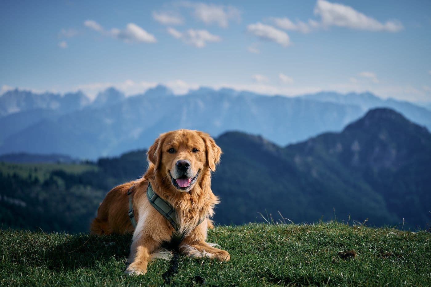 Tommes Frites, Pexels Golden retriever leżący na trawie z górami w tle