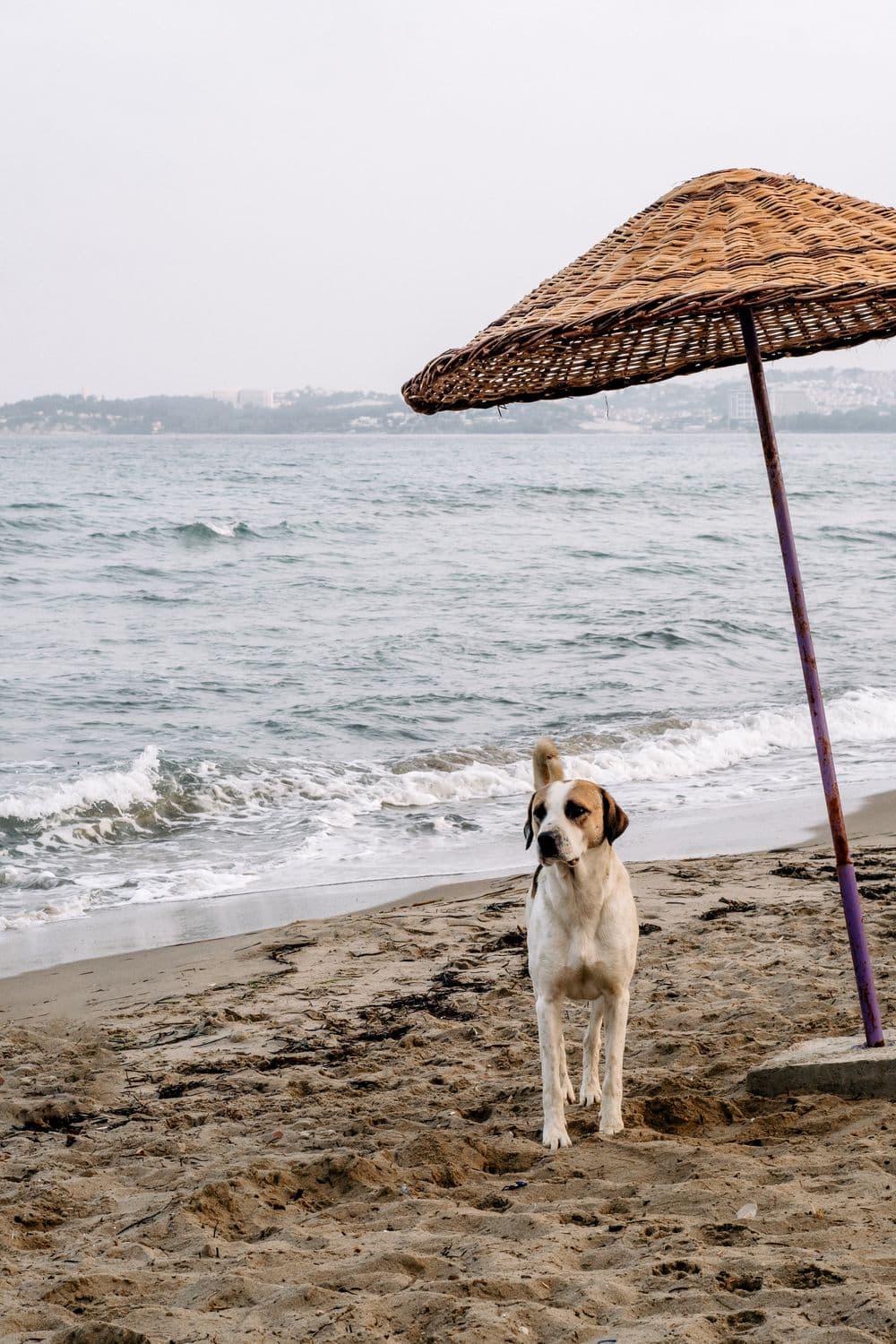 Nadiye Odabasi, Pexels Pies na plaży pod słomianym parasolem