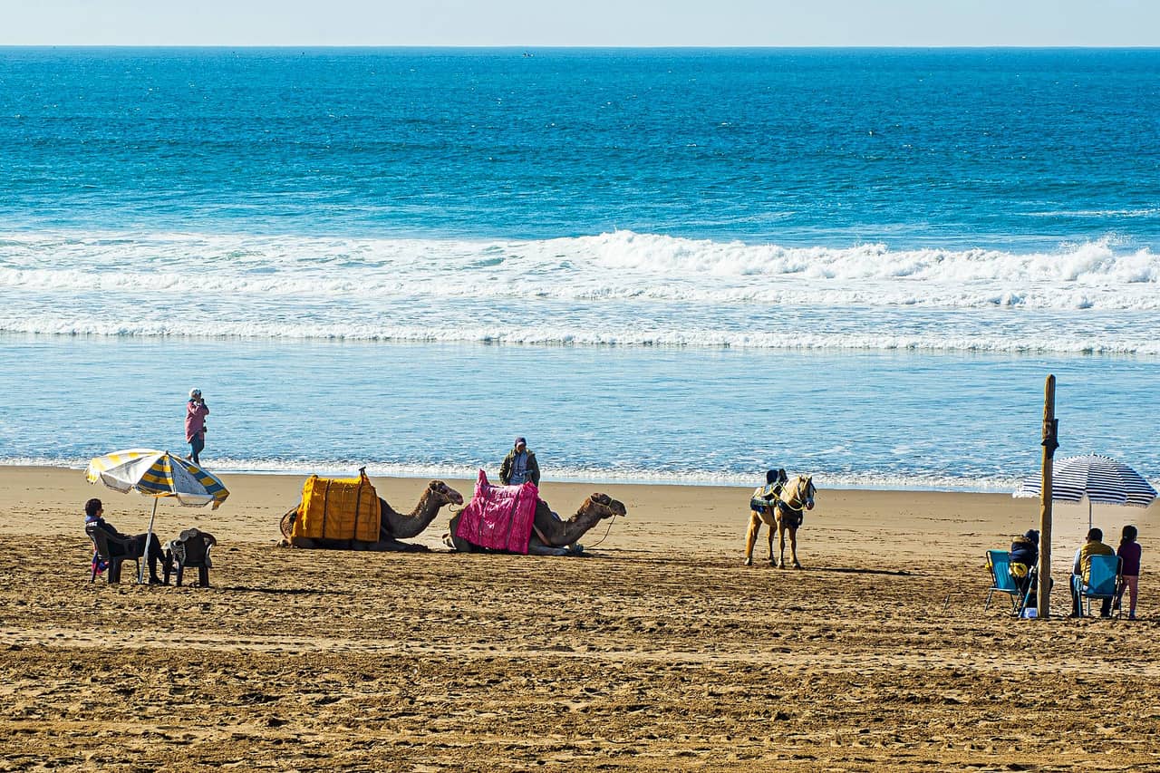 Wielbłądy i parasole na plaży w Agadirze