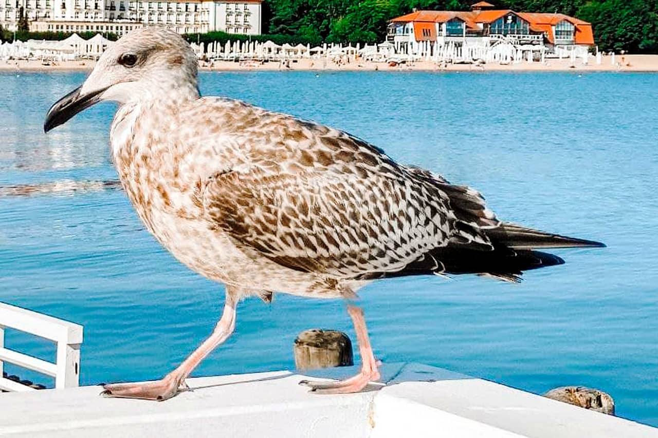 Mewa na molo, w tle Grand Hotel i plaża