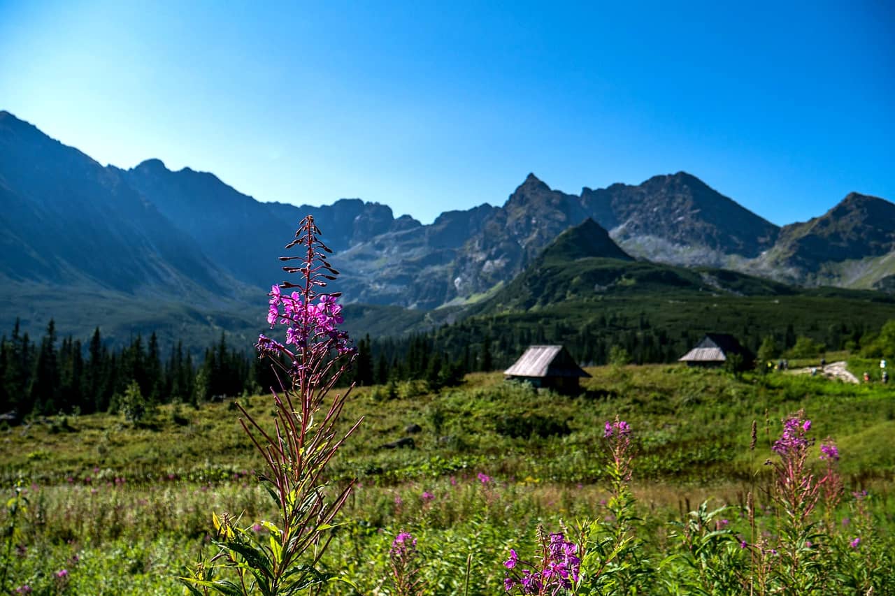 Tatry i polne kwiaty pod Zakopanem